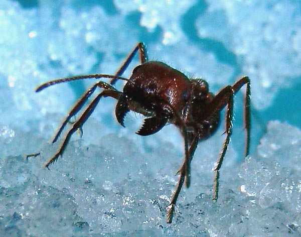 Муравьи. Муравейник. Жизнь муравьёв